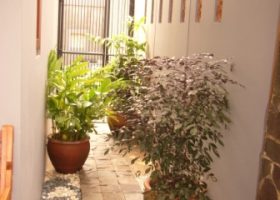 Cara Menyiram Tanaman Pot di Luar Ruangan (Pot di Teras Rumah)Cara Menyiram Tanaman Pot di Luar Ruangan (Pot di Teras Rumah)