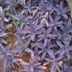 setcreasea_pallida