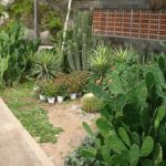 Taman kaktus, cara menyiram taman kaktus dan sukulen.