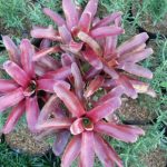 bromelia fireball-cara memilih tanaman.
