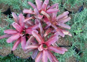 bromelia fireball-cara memilih tanaman.