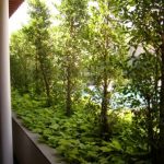 Deretan pohon dapat menghalangi angin dan pemandangan yang jelek.