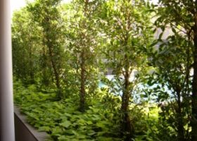 Deretan pohon dapat menghalangi angin dan pemandangan yang jelek.