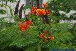 kembang merak-Caesalpinia pulcherrima-bunga warna merah.
