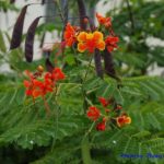 kembang merak-Caesalpinia pulcherrima-bunga warna merah.