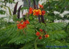 kembang merak-Caesalpinia pulcherrima-bunga warna merah.