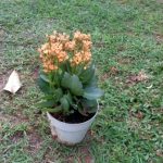 Kalanchoe bunga warna oranye.