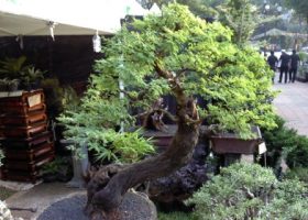 tanaman bonsai dengan bentuk batang dan daun yang eksotik.