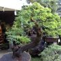 tanaman bonsai dengan bentuk batang dan daun yang eksotik.