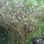 brunfelsia calycina-melati kosta-dengan tinggi 200 cm.