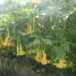 Bunga terompet (Brugmansia)
