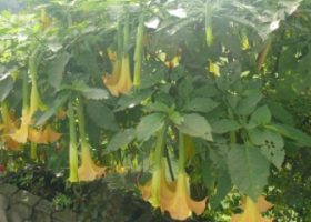 Bunga terompet (Brugmansia)