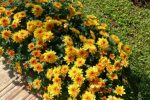 chrysanthemum_indicum-krisan-dominan kuning dan orange-kelopak penuh