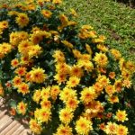 chrysanthemum_indicum-krisan-dominan kuning dan orange-kelopak penuh