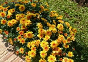 chrysanthemum_indicum-krisan-dominan kuning dan orange-kelopak penuh