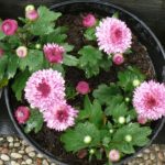 chrysanthemum_indicum-krisan-merah muda gradasi-pot-kelopak penuh.