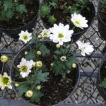 chrysanthemum_indicum-krisan-putih-satu lapis-kecil-pot.