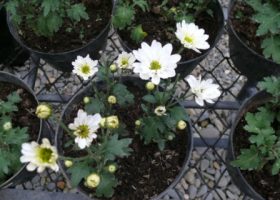 chrysanthemum_indicum-krisan-putih-satu lapis-kecil-pot.