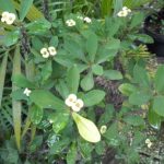 Euphorbia tanaman berduri.