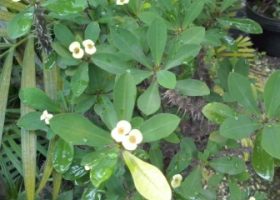Euphorbia tanaman berduri.