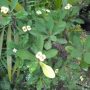 Euphorbia tanaman berduri.