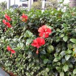 Bunga sepatu (Hibiscus rosa-sinensis L) untuk tanaman pagar.