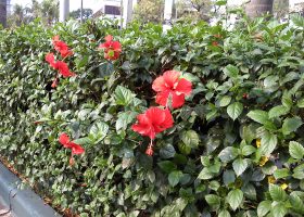 Bunga sepatu (Hibiscus rosa-sinensis L) untuk tanaman pagar.