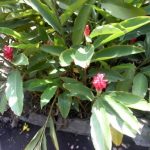 Honje (Alpina purpurata) bunga warna merah.