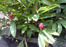 Honje (Alpina purpurata) bunga warna merah.