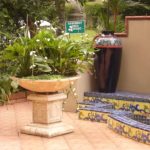 melati air (Echinodorus palaefolius) dalam pot.