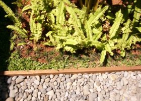 neprolephis exaltata-pakis hias