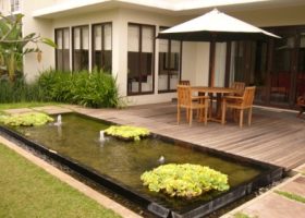 melati air (Echinodorus palaefolius) dalam pot.