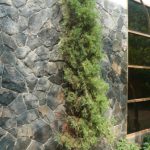 pohon cemara lilin di depan rumah.