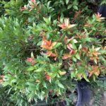 pucuk merah.syzygium campanulatum-ukuran pohon pada saat dijual di dalam pot.