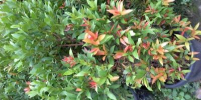 pucuk merah.syzygium campanulatum-ukuran pohon pada saat dijual di dalam pot.