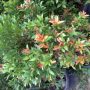 pucuk merah.syzygium campanulatum-ukuran pohon pada saat dijual di dalam pot.