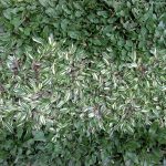 rumput gajah mini (Pennisetum purpureum schamach variegata )=2