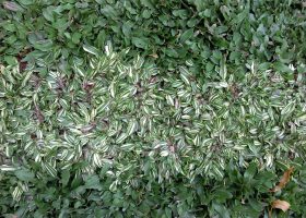 rumput gajah mini (Pennisetum purpureum schamach variegata )=2