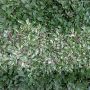 rumput gajah mini (Pennisetum purpureum schamach variegata )=2