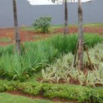 Tanaman semak iris di bawah palem.