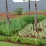 Tanaman semak iris di bawah palem.