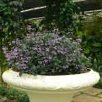 Plectranthus ecklonii-bunga ungu.