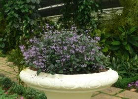 Plectranthus ecklonii-bunga ungu.