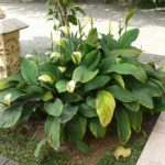 spathiphyllum cannifolium-bunga warna putih.