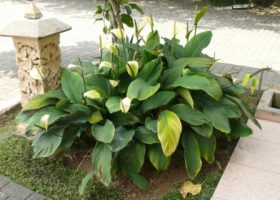 spathiphyllum cannifolium-bunga warna putih.