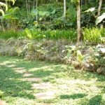 Tekstur tanaman yang berbeda-beda dalam satu kelompok (studio widayanto).