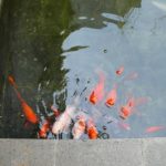 cara memilih ikan untuk kolam ikan di taman.