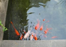 cara memilih ikan untuk kolam ikan di taman.