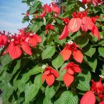nusa indah.mussaenda erythrophylla