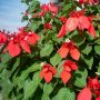 nusa indah.mussaenda erythrophylla